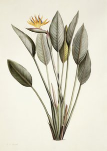 Paradijsvogel