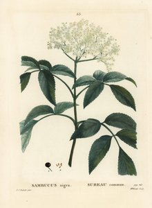 Zwarte vlier of Europese vlierbes, Sambucus nigra. Handgekleurde stipple gravure door Miss Brenet naar een illustratie van Pierre-Joseph Redoute uit Henri Louis Duhamel du Moncel