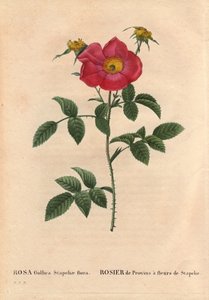 Botanische plaat, bloem, roos variëteit: Provin roos met Stapelia bloeiend (Rosa Gallica Stapeliae flora), waarschijnlijk uitgestorven soort. In Les Roses, Volume 2 door Pierre Joseph Redoute