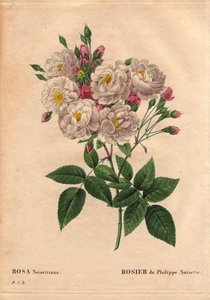Botanische plaat, bloem, roos variëteit: Roos van Philippe hazelnoot (Rosa noisettiana). Hybride soort van roos moschata chinensis gekweekt in de Verenigde Staten door John Champney en geïntroduceerd in Frankrijk door Philippe Noisette in 1814. In 