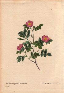 Botanische plaat, bloem, rozenvariëteit: De Eglantine van de Bossen. (Rosa rubiginosa nemoralis). Soort uit Europa. In 