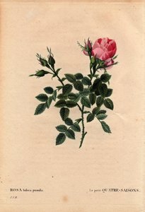 Botanische plaat, bloem, rozenvariëteit: De Kleine Vier Seizoenen. In Latijn: Rosa bifera pumila, gekweekt door Monsieur Noel, Parijs, Frankrijk, voor 1824. In 