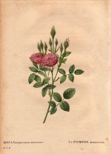 Botanische plaat, Bloem, Roos Variëteit: De sprankelende pompon soort van 