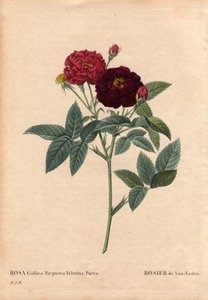 Botanische plaat, bloem, rozenvariëteit: Van Eeden Roos (Rosa Gallica Purpurea Velutina Parva). Gekweekt in Nederland door Van Eeden voor 1810. In 