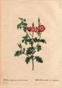 Botanische plaat, bloem, rozenvariëteit: Zeer stekelige rozenroest (Rosa rubiginosa aculeatissima). Verkregen door zaden en gekweekt door Du Pont rond 1810. In 