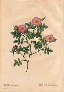 Botanische plaat, bloem, rozenvariëteit: Struikroos (Rosa dumetorum). Uit de familie van wilde rozen uit Europa en Azië, ontdekt voor 1821. In 