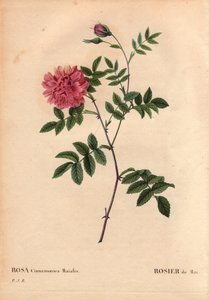 Botanische plaat, Bloem, Roos Variëteit: Meiroos. (Rosa cinnamomea maialis). Wilde bloem die door heel Europa groeit. In 