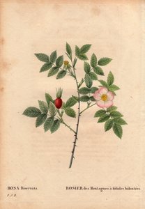 Botanische plaat, bloem, roos variëteit: Bergroos met bidentee blaadjes (Rosa Biserrata). Verzameld door dokter Merat voor 1812 bij Mont Valerien nabij Parijs, Frankrijk. In 