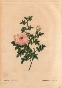 Botanische plaat, Bloem, Roos Variëteit: Rose Ventenat. (Rosa ventenatiana), onbekende oorsprong. In 