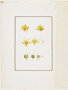 Botanische dissectie: Gele Affodil (Asphodelus lutea), c.1778-90