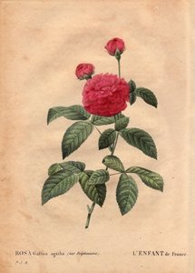 Botanische plaat, bloem, roos variëteit: Het kind van Frankrijk (Rosa gallica agatha var. delphiniana) door Pierre Joseph Redouté