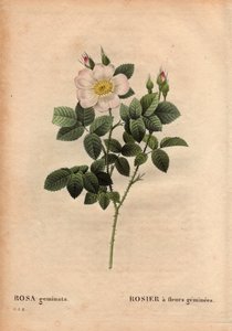Botanische plaat, bloem, rozenvariëteit: Edelsteenbloemige roos. (Rosa geminata). Ontdekt door professor Rau, nabij Würzburg, Duitsland voor 1820. In 