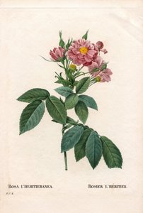 Boursault roos, Rosa l