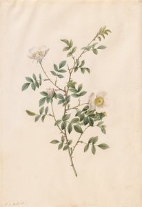 Hondsroos (Rosa Sepium Rosea) door Pierre Joseph Redouté