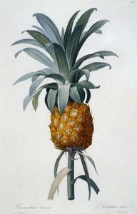 Bromelia Ananas (handgekleurde gravure)