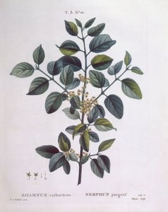 Vuilboom (Rhamnus catharticus), Henry Louis Duhamel du Monceau, botanische plaat door Pierre Joseph Redouté