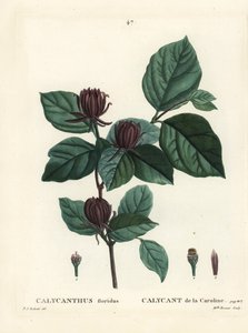 Carolina specerijstruik of oosterse zoetstruik, Calycanthus floridus. Handgekleurde stipple gravure door Miss Brenet naar een illustratie van Pierre-Joseph Redoute uit Henri Louis Duhamel du Moncel