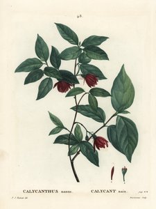 Carolina specerijstruik, Calycanthus floridus var. glaucus