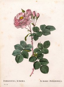 Celeste roos, Rosa alba variëteit, Rose Aurore Poniatowska door Pierre Joseph Redouté