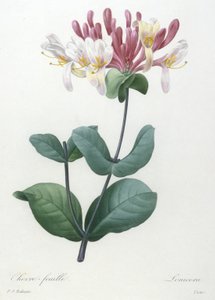 Kamperfoelie, uit Choix Des Plus Belle Fleurs et des Plus Beaux Fruits, 1827 (handgekleurde stipple gravure)