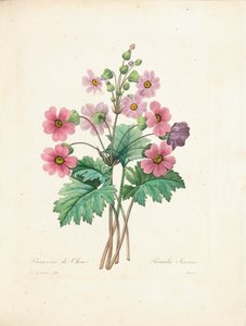 Chinese Primula, gegraveerd door Bessin, uit 