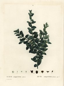 Gewone buxus, Europese buxus of buxushout, Buxus sempervirens fruticosa. Handgekleurde stipple gravure naar een illustratie van Pierre-Joseph Redoute uit Henri Louis Duhamel du Monceau