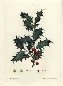 Gewone hulst, Ilex aquifolium door Pierre Joseph Redouté