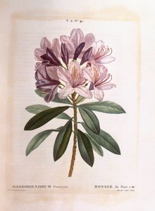 Gewone rododendron (Rhododendron ponticum), Henry Louis Duhamel du Monceau, botanische plaat door Pierre Joseph Redouté