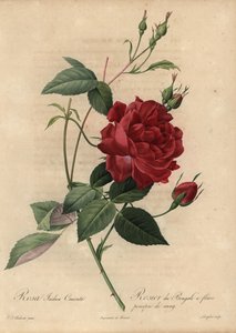 Karmozijnrode Chinese roos, Rosa chinensis door Pierre Joseph Redouté