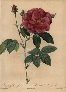 Karmozijnrode Franse roos of roos van Provins, Rosa gallica officinalis door Pierre Joseph Redouté