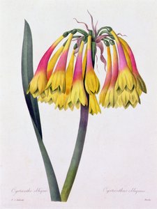Cyrtanthus Obliquus door Pierre Joseph Redouté