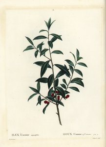 Dahoon hulst of cassina, Ilex cassine. Handgekleurde stipple gravure door Coqueret naar een illustratie van Pierre-Joseph Redoute uit Henri Louis Duhamel du Moncel