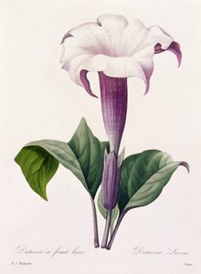 Dature Laevis (gekleurde gravure)