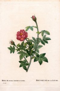 De la Fleche roos, Rosa centifolia var. muscosa, La Mousseuse de la Fleche. Handgekleurde stipple kopergravure uit Pierre Joseph Redoute