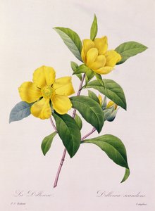 Dillenia Scandens (gekleurde gravure)