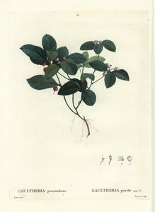 Oosterse theebes, checkerberry of boxberry, Gaultheria procumbens. Handgekleurde stipple gravure door Tassaert naar een illustratie van Pierre-Joseph Redoute uit Henri Louis Duhamel du Moncel