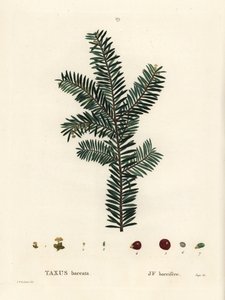 Engelse taxusboom of Europese taxus, Taxus baccata. Handgekleurde stipple gravure naar een illustratie van Pierre-Joseph Redoute uit Henri Louis Duhamel du Monceau