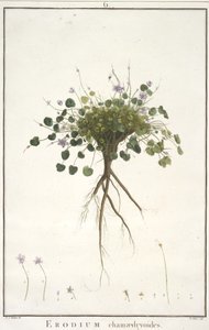 Erodium chamaedryoides, uit Geraniologia, seu Erodii, Pelargonii, Monsoniae et Grieli historia iconibus illustrata, 1787-88 (handgekleurde gravure) door Pierre Joseph Redouté