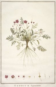 Erodium supracanum, uit Geraniologia, seu Erodii, Pelargonii, Monsoniae et Grieli historia iconibus illustrata, 1787-88 (handgekleurde gravure) door Pierre Joseph Redouté