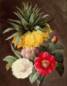 Exotische Bloemen door Pierre Joseph Redouté
