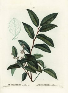 Fetterbush, Andromeda axillaris. Handgekleurde stipple gravure door Moret naar een illustratie van Pierre-Joseph Redoute uit Henri Louis Duhamel du Moncel