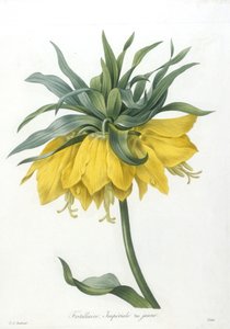 Fritillaire, Imperiale variété jaune, uit Choix Des Plus Belle Fleurs et des Plus Beaux Fruits, 1827