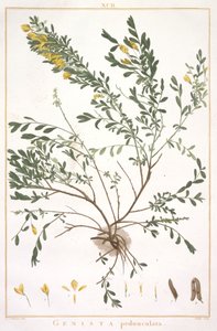 Genista pedunculata, uit Stripes Novae aut Minus Cognitae, 1784 (handgekleurde gravure) door Pierre Joseph Redouté