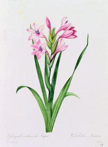 Glayeul Couleur de Laque door Pierre Joseph Redouté