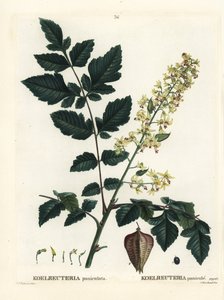 Goudenregenboom, trots van India, China boom of lakboom, Koelreuteria paniculata. Handgekleurde stipple gravure naar een illustratie van Pierre-Joseph Redoute uit Henri Louis Duhamel du Monceau