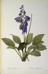 Hemerocallis Caerulea, uit `Les Liliacees