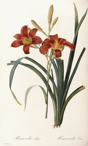 Hemerocallis Fulva - Hemerocallis Fauve door Pierre Joseph Redouté