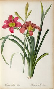 Hemerocallis fulva, uit 