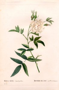 Hennepbladige witte roos, Rosa alba var. cannabifolia, witte roos met hennepbladeren. Handgekleurde stipple kopergravure uit Pierre Joseph Redoute