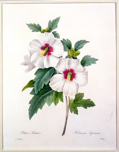 Hibiscus syriacus, gegraveerd door Bessin, uit 